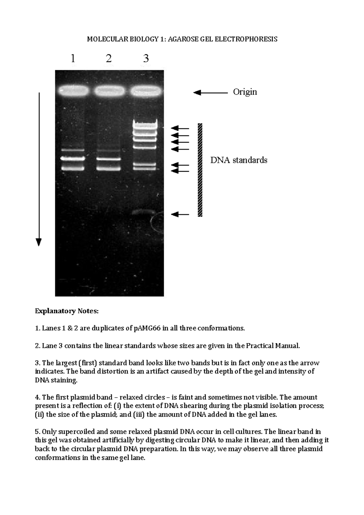 Practical - Agarose Gel Electrophoresis - MOLECULAR BIOLOGY 1: AGAROSE ...