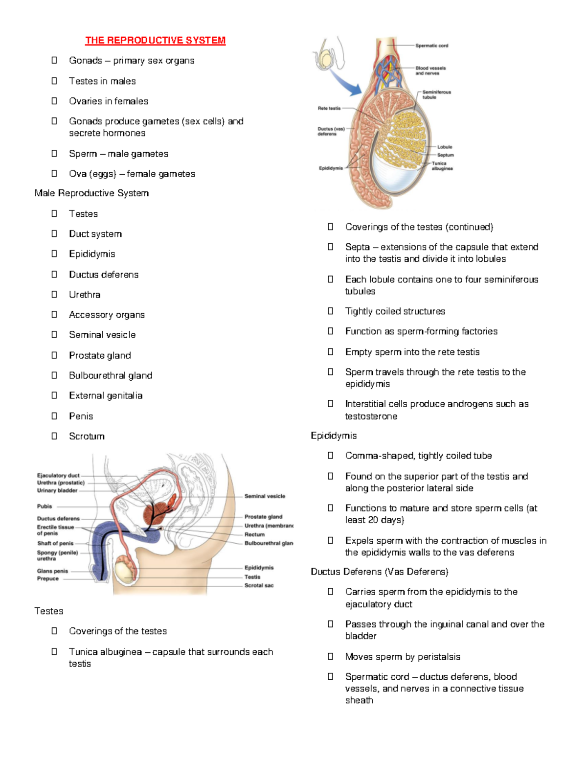 The Reproductive System The Reproductive System ฀ Gonads Primary