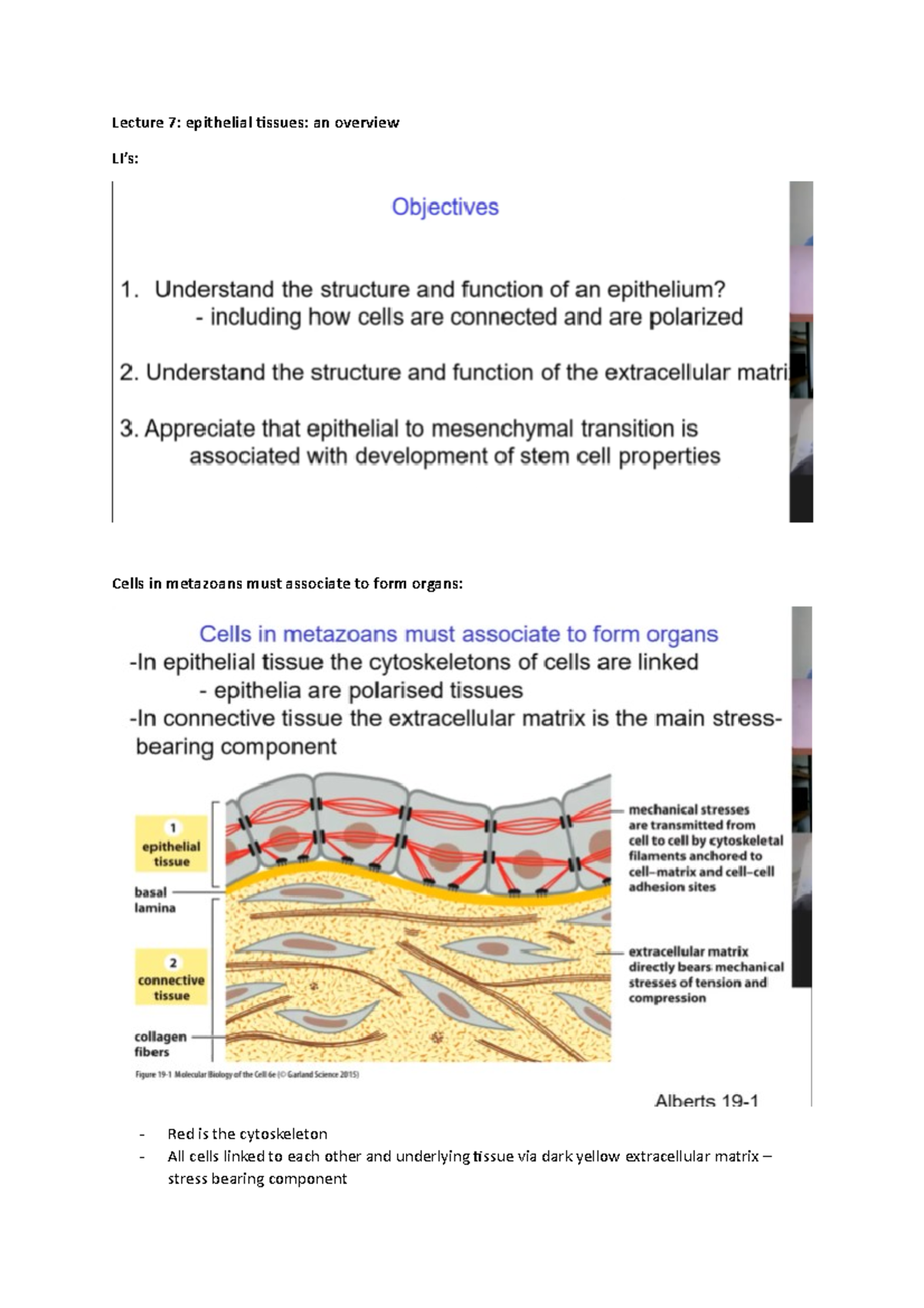 Lecture notes for stem cells - CEDB30004 - lecture 7 - Lecture 7 ...