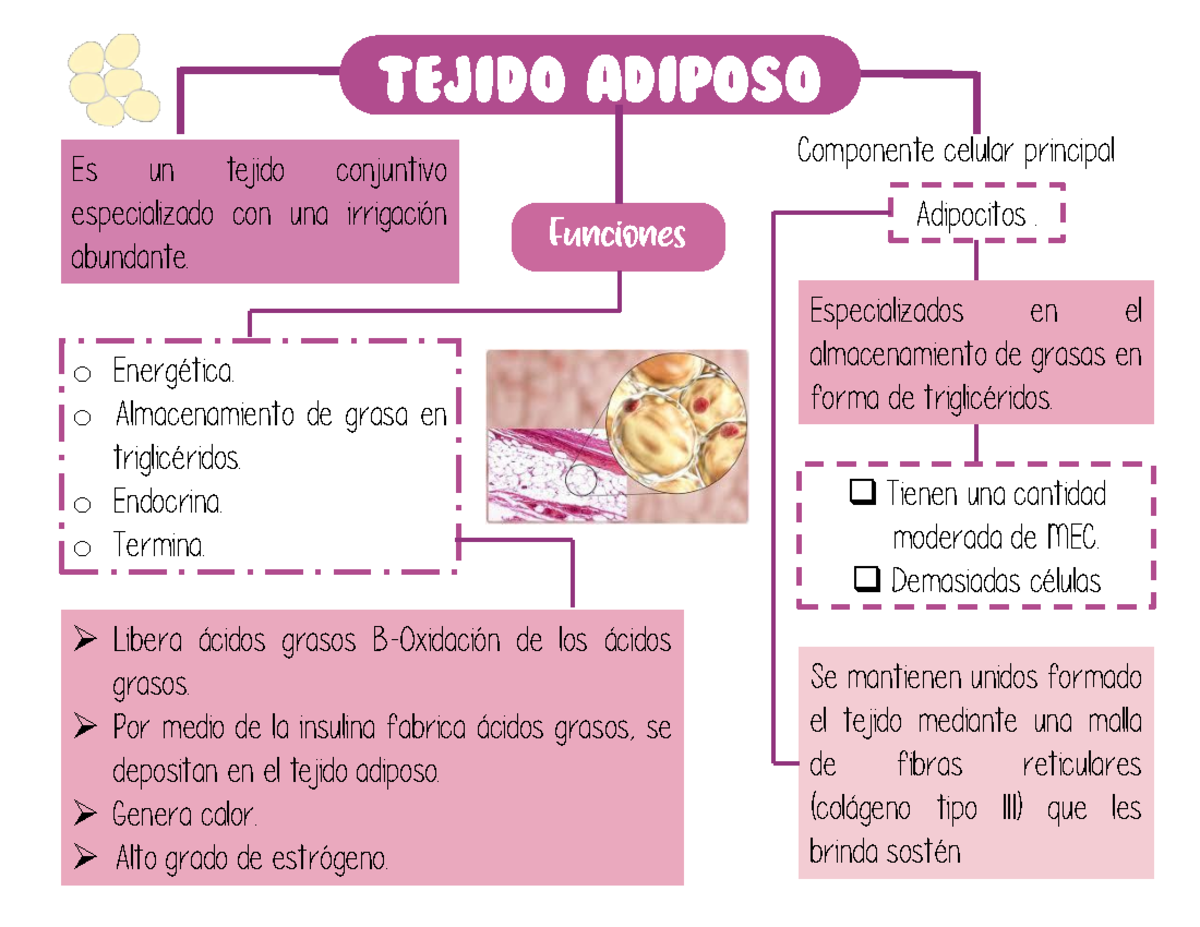 Tejido Adiposo Histologia - Tejido adiposo Es un tejido conjuntivo