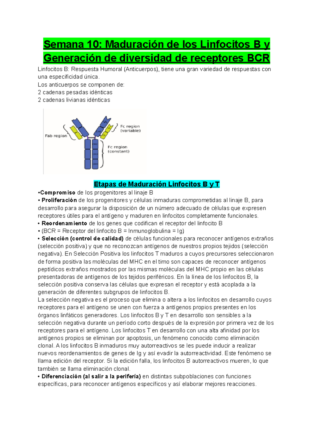 Semana 10 Maduración De Los Linfocitos B Y Generación De Diversidad De ...