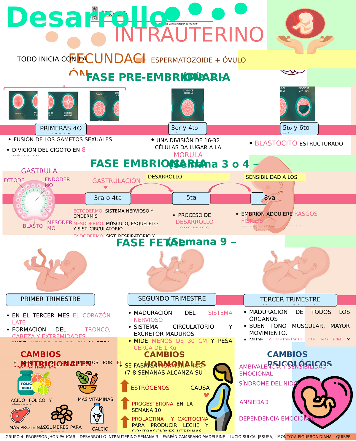 Inforgrafía Desarrollo Intrauterino Grupo 4 Año De La