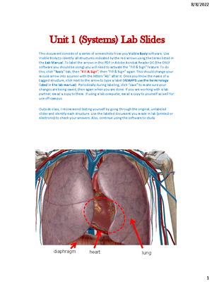 Ch 22 Outline Respiratory - Chapter 22: The Respiratory System CHAPTER ...