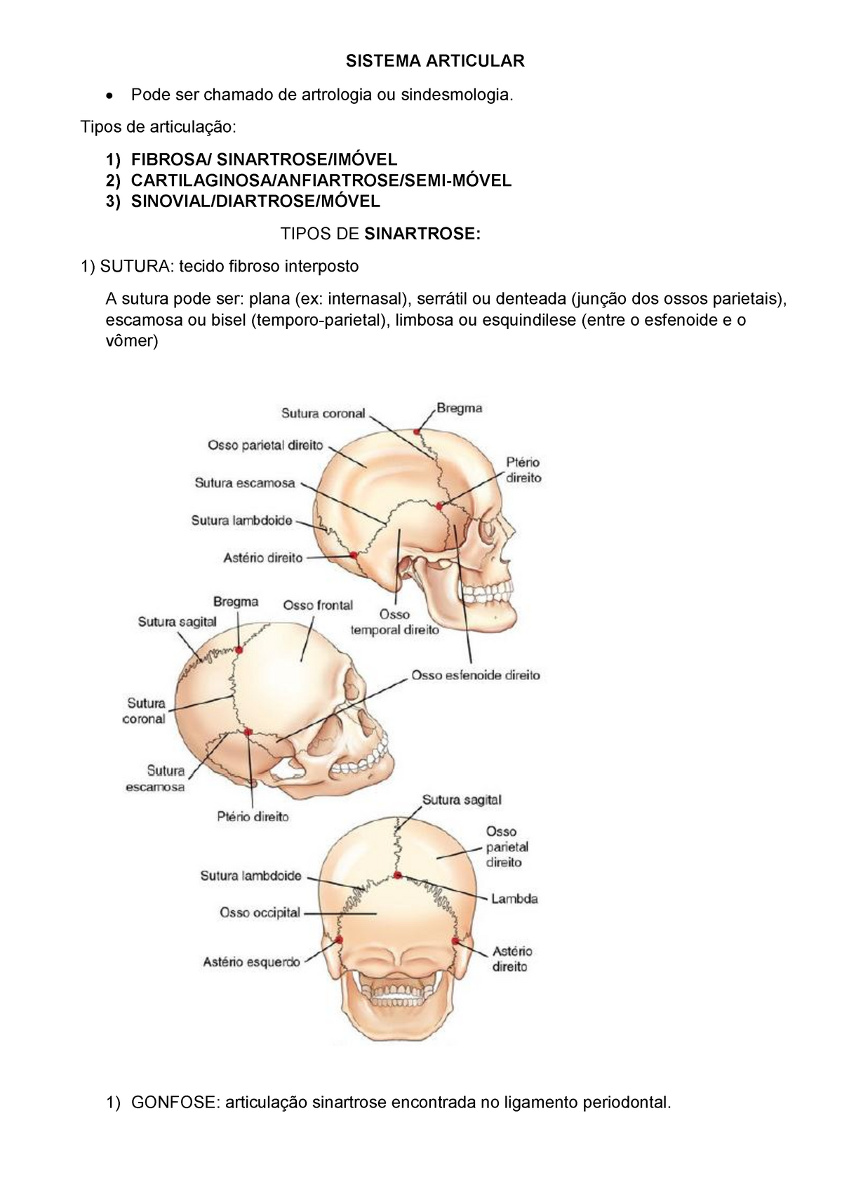 Osteologia e sindesmologia