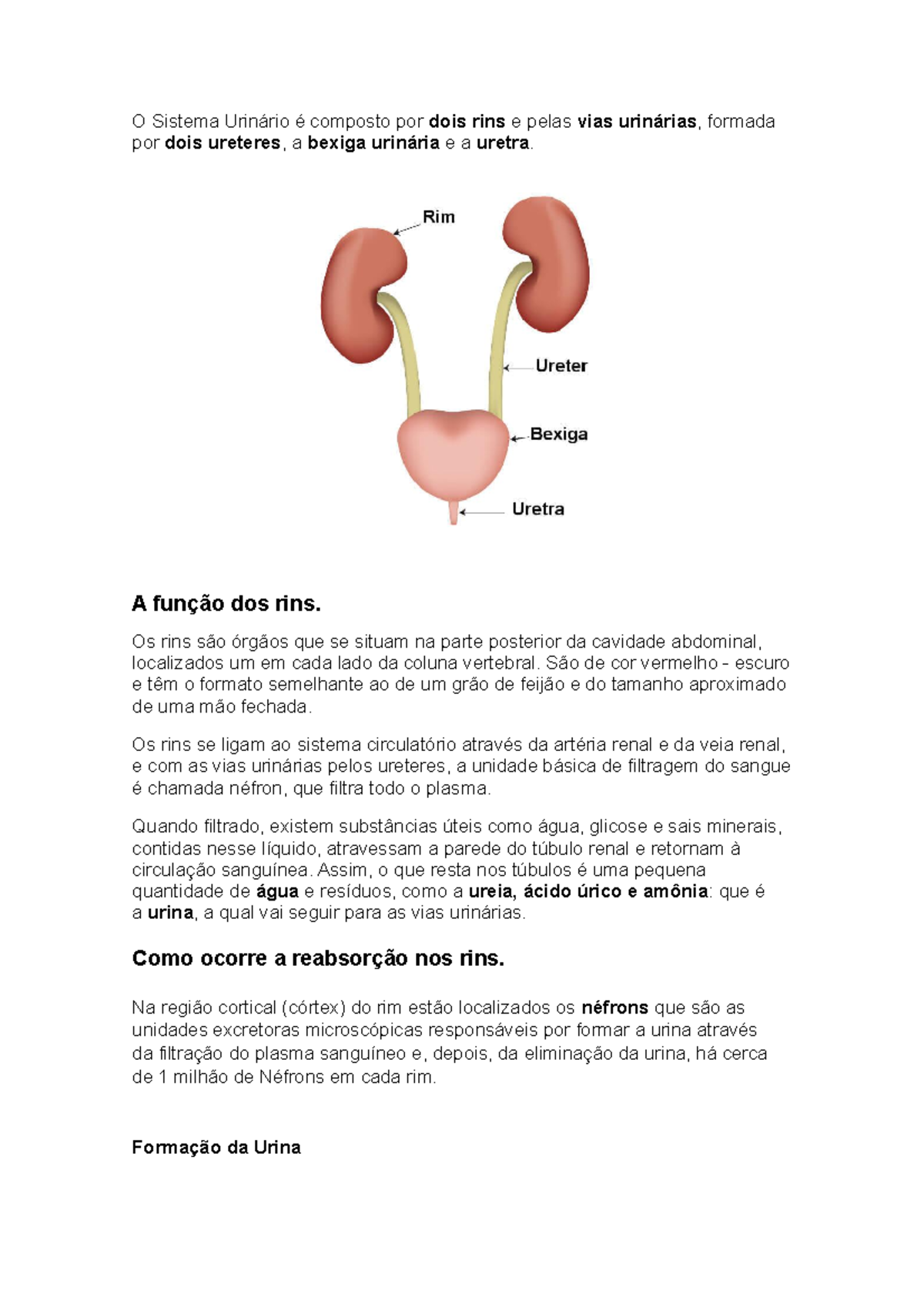 Sistema Urinário - A função dos rins. Os rins são órgãos que se situam ...