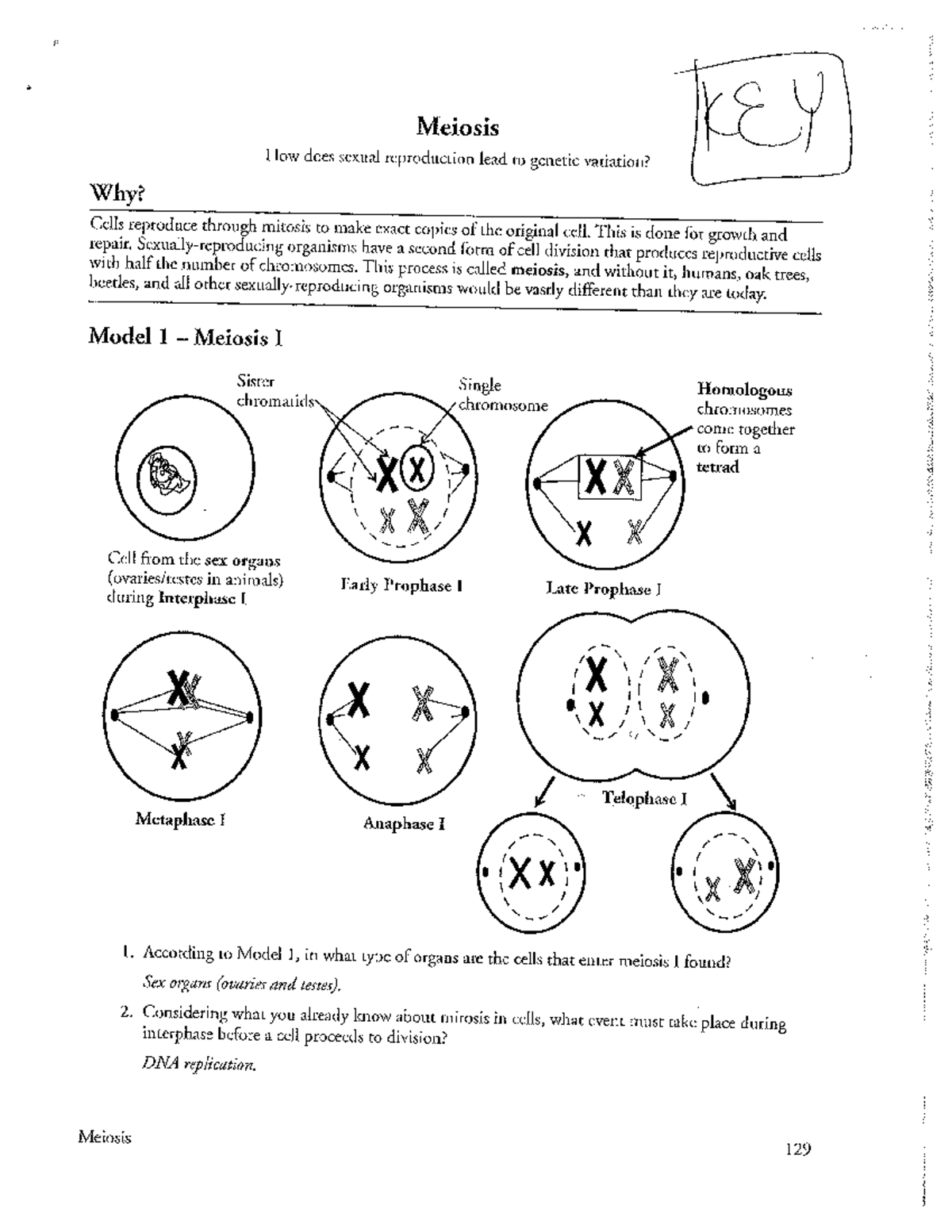 Kami Export Biology Meiosis How Does Sexual Reproduction Lead To Genetic Variation 