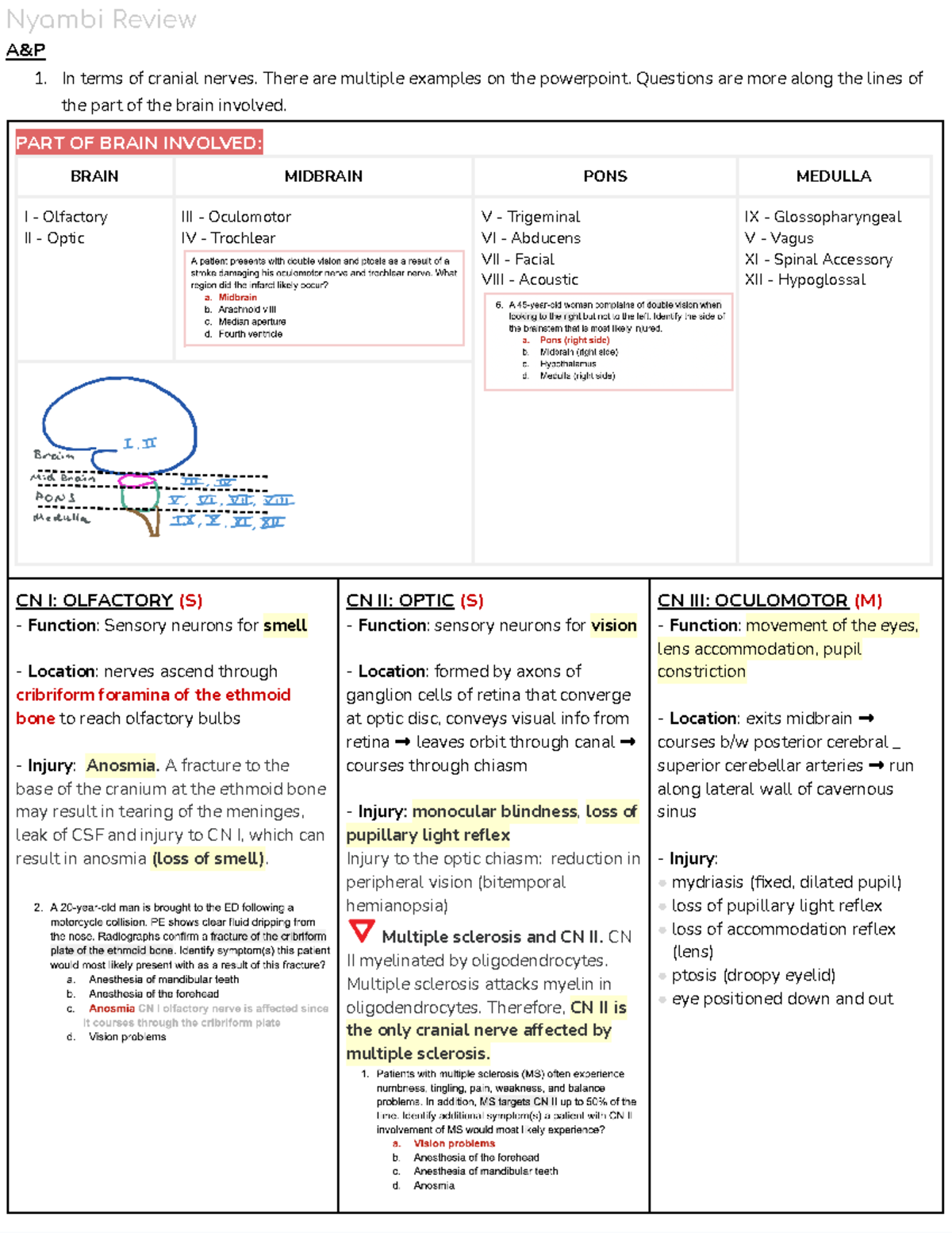 Neuro Review SESH Notes - Nyambi Review A&P In terms of cranial nerves ...