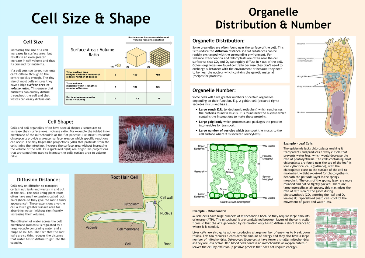 6) Cell Size Shape - Very informative notes for assignment - Cell S ...