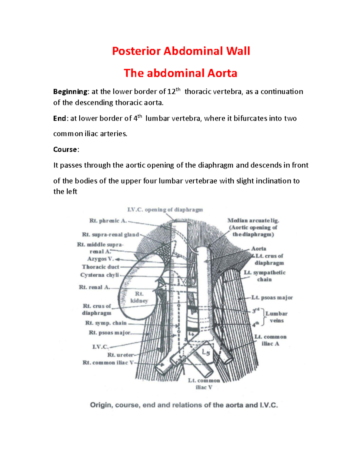 Posterior Abdominal Wall End At Lower Border Of 4th Lumbar Vertebra