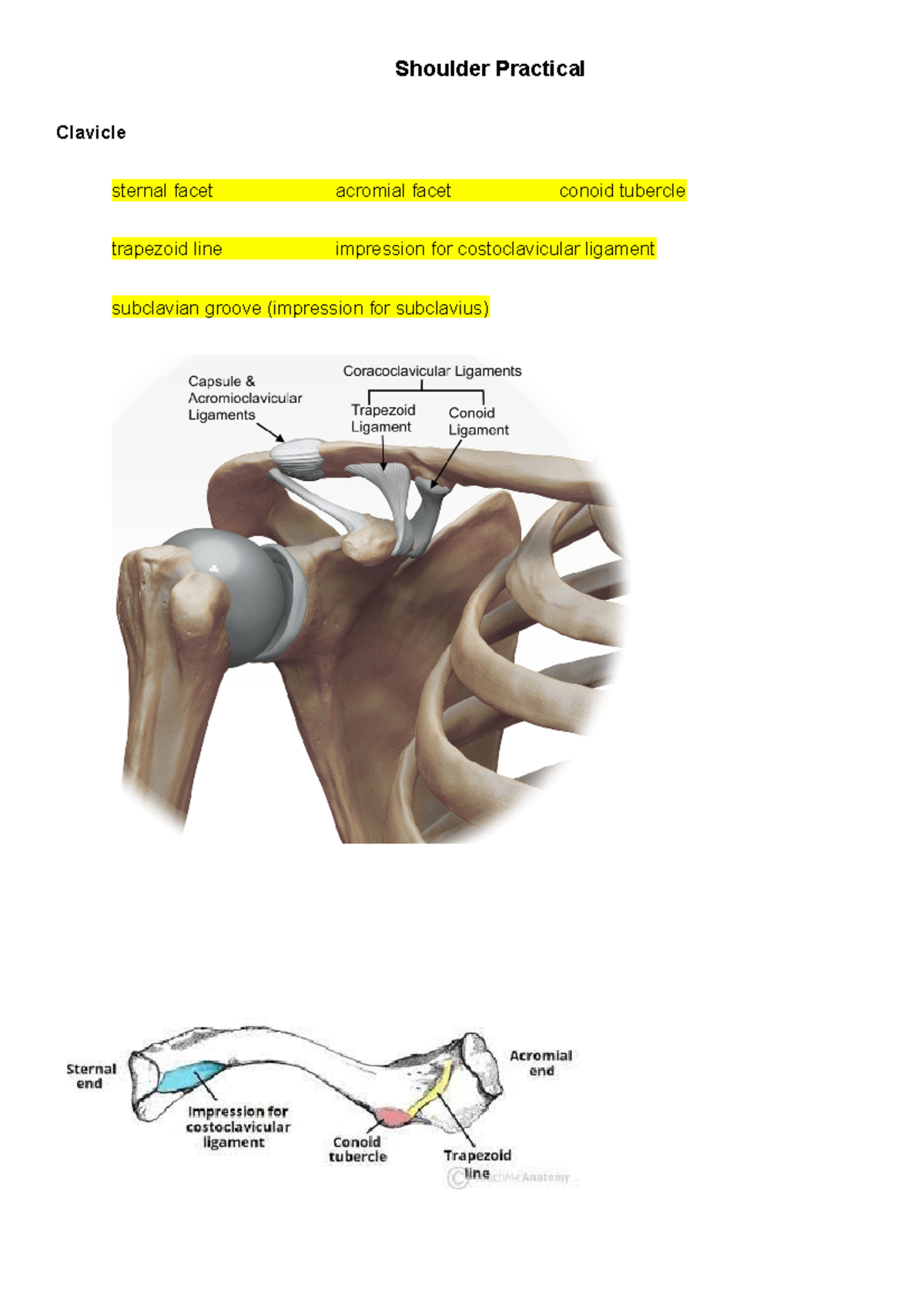 Shoulder practical list updated 2022 - Shoulder Practical Clavicle ...