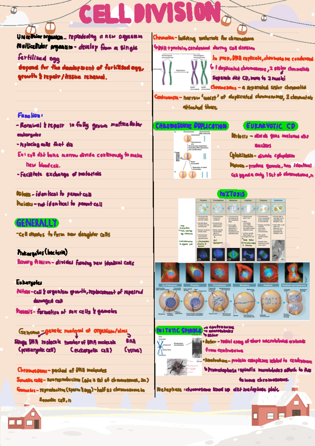 Cell Division C1 - Biology - Studocu