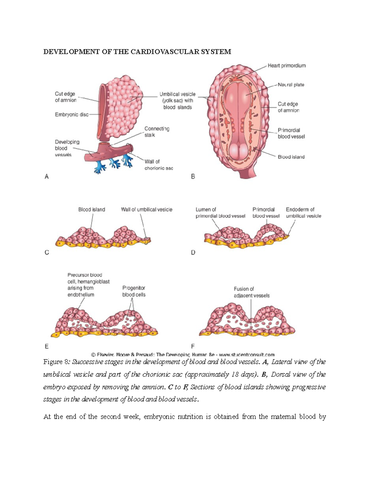 Cardiovascular System anatomy - DEVELOPMENT OF THE CARDIOVASCULAR ...