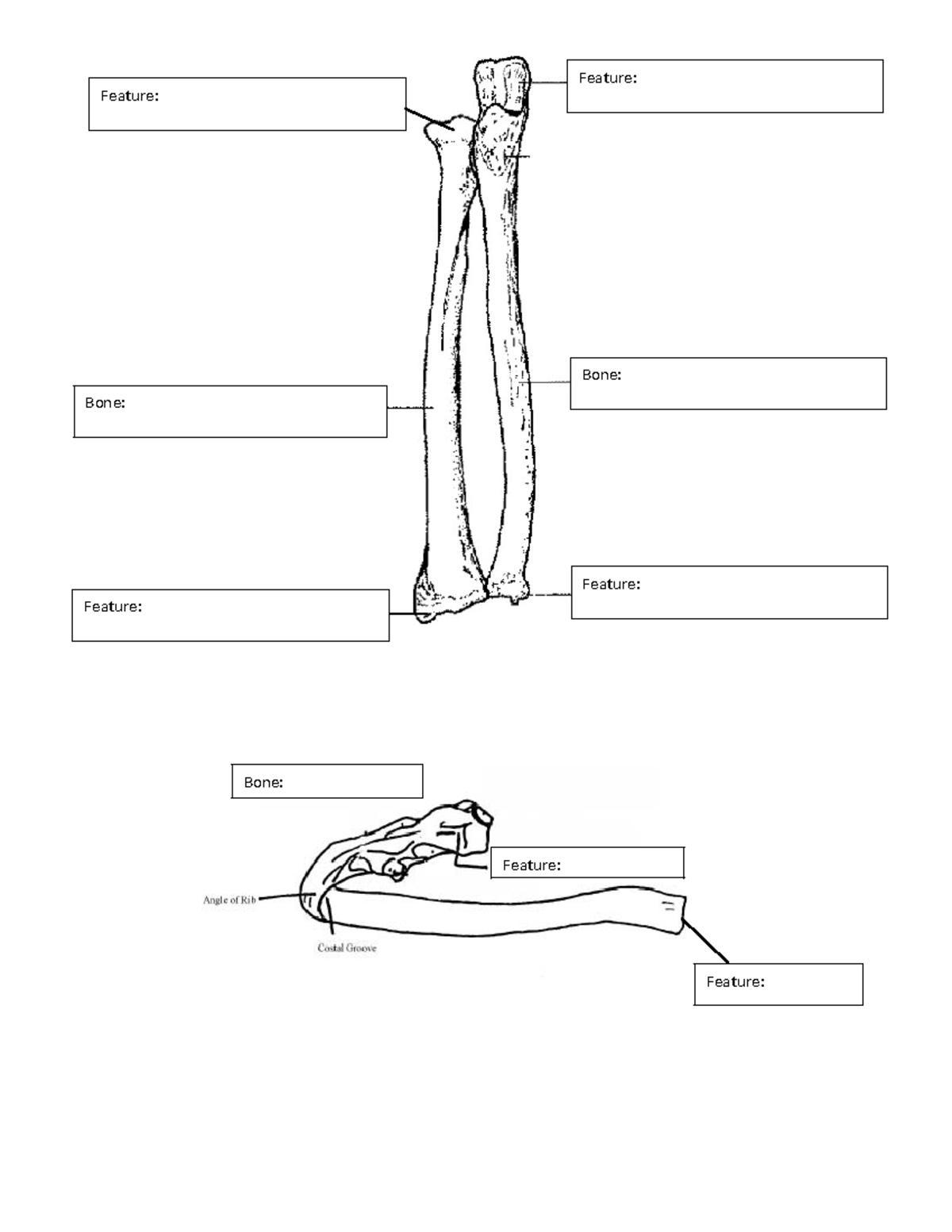 Bone Quiz Study Guide - Bone: Bone: Feature: Feature: Feature: Feature