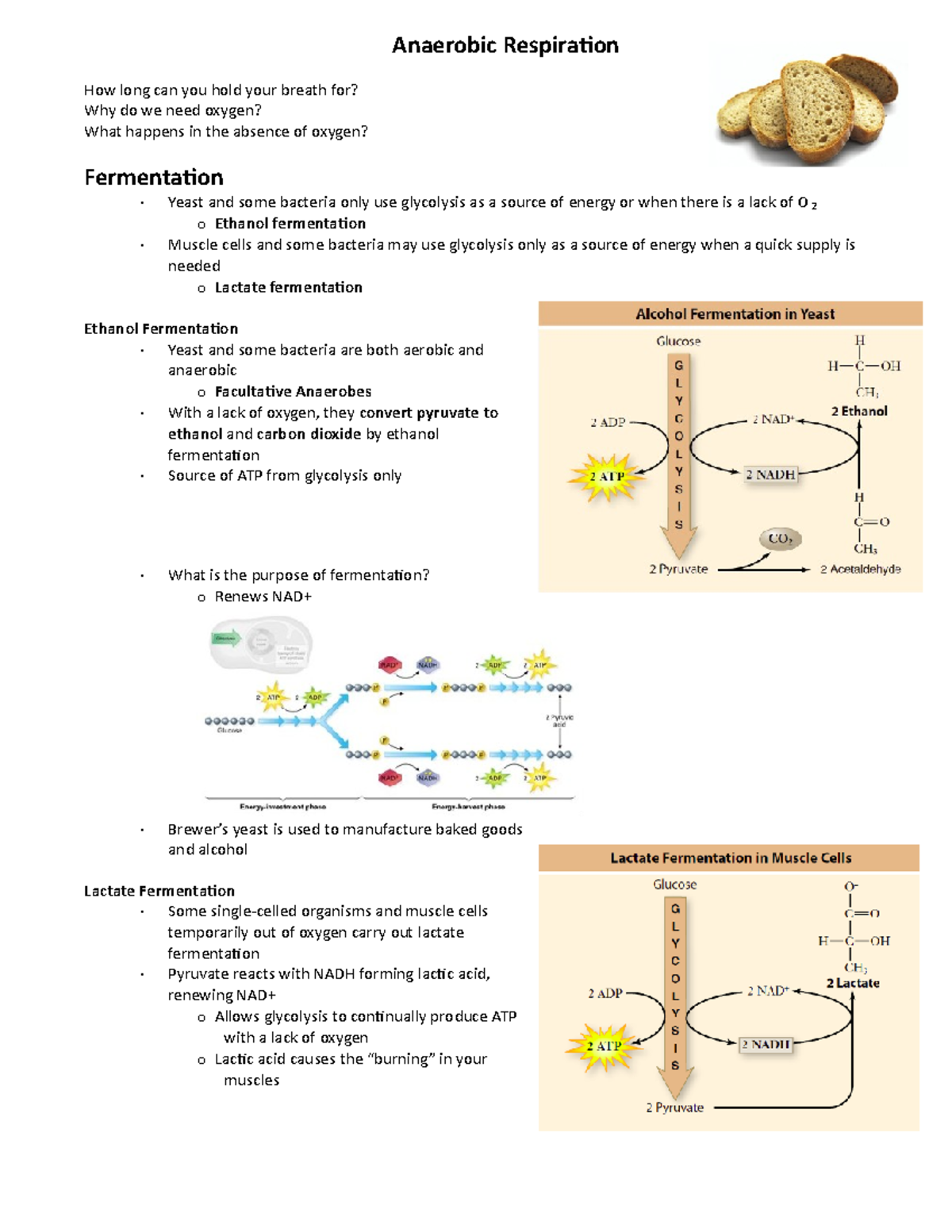 Anaerobic Respiration - Studocu
