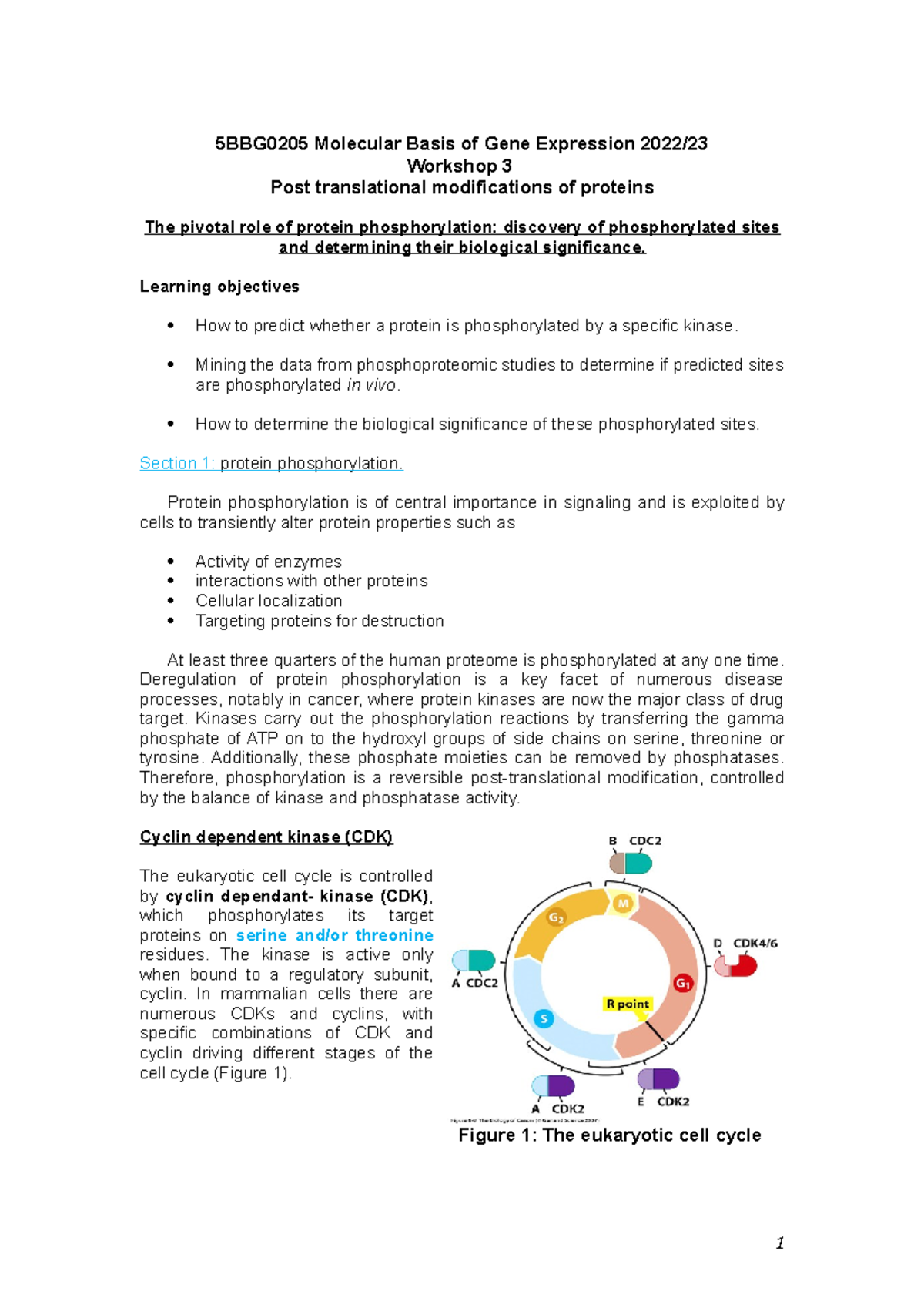 5BBG0205 Workshop 3 2022 - 5BBG0205 Molecular Basis of Gene Expression ...