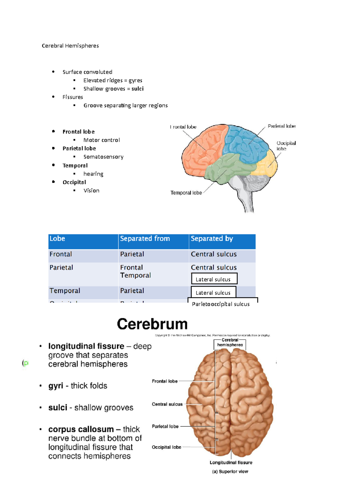 HBB week 5 - notes - Cerebral Hemispheres Surface convoluted Elevated ...