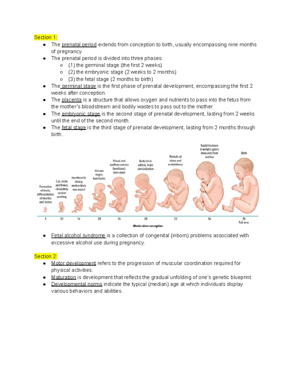 Chapter 10 Sections 1-8 - Section 1: The prenatal period extends from ...