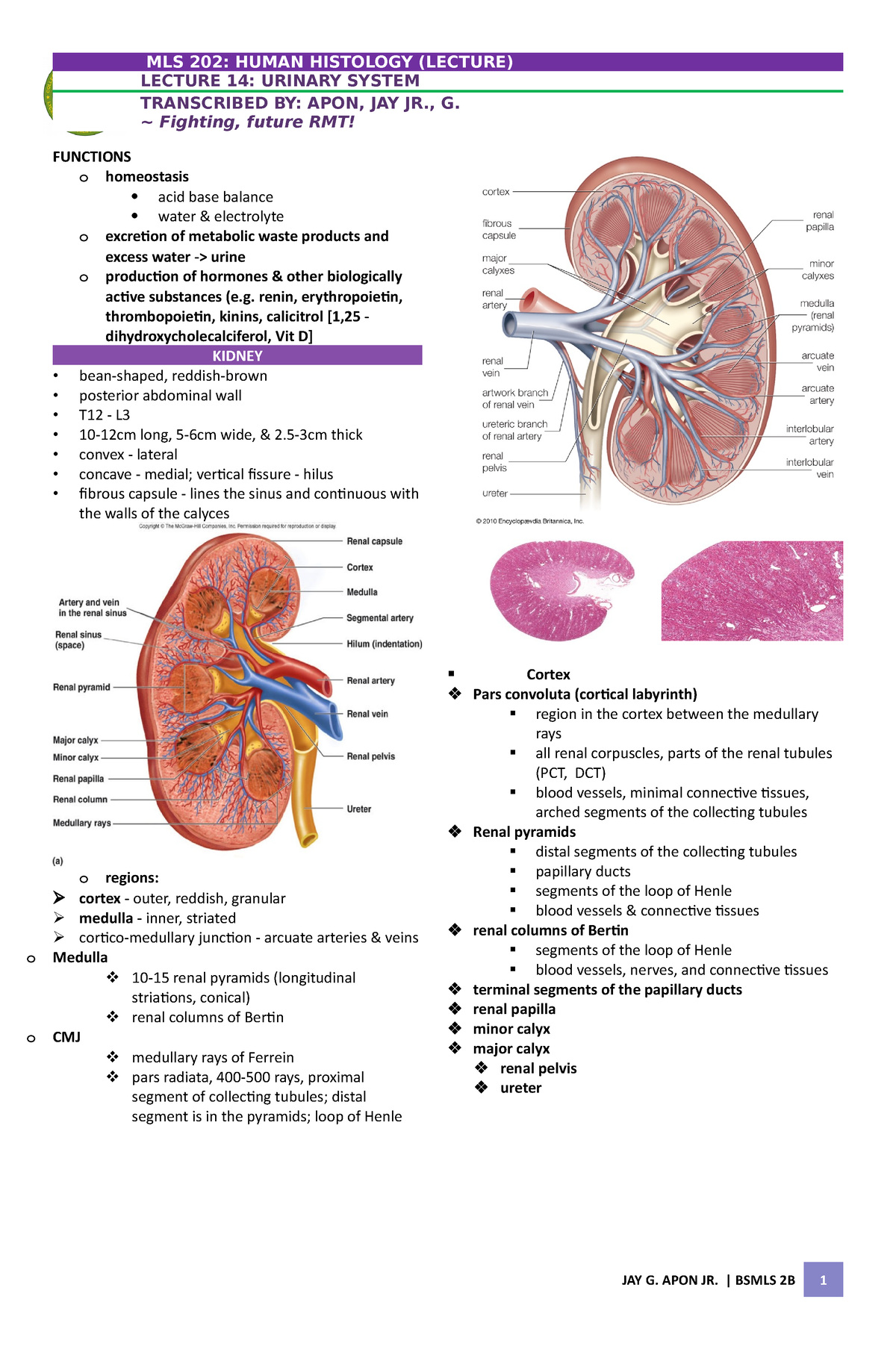 Histo- Urinarysystem - Transes - MLS 202: HUMAN HISTOLOGY (LECTURE ...