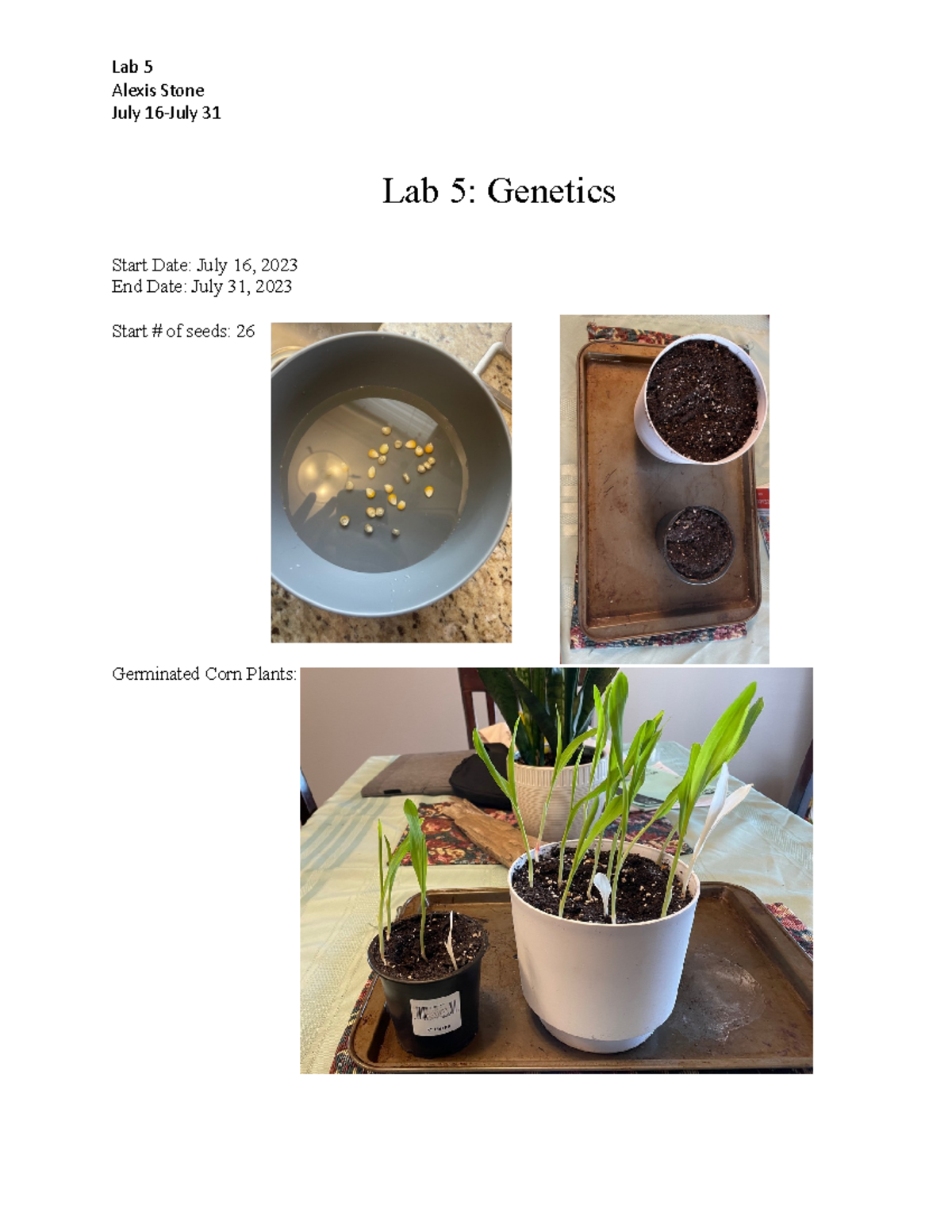 Lab 5 Biology Lab 5 Lab 5 Alexis Stone July 16July 31 Lab 5