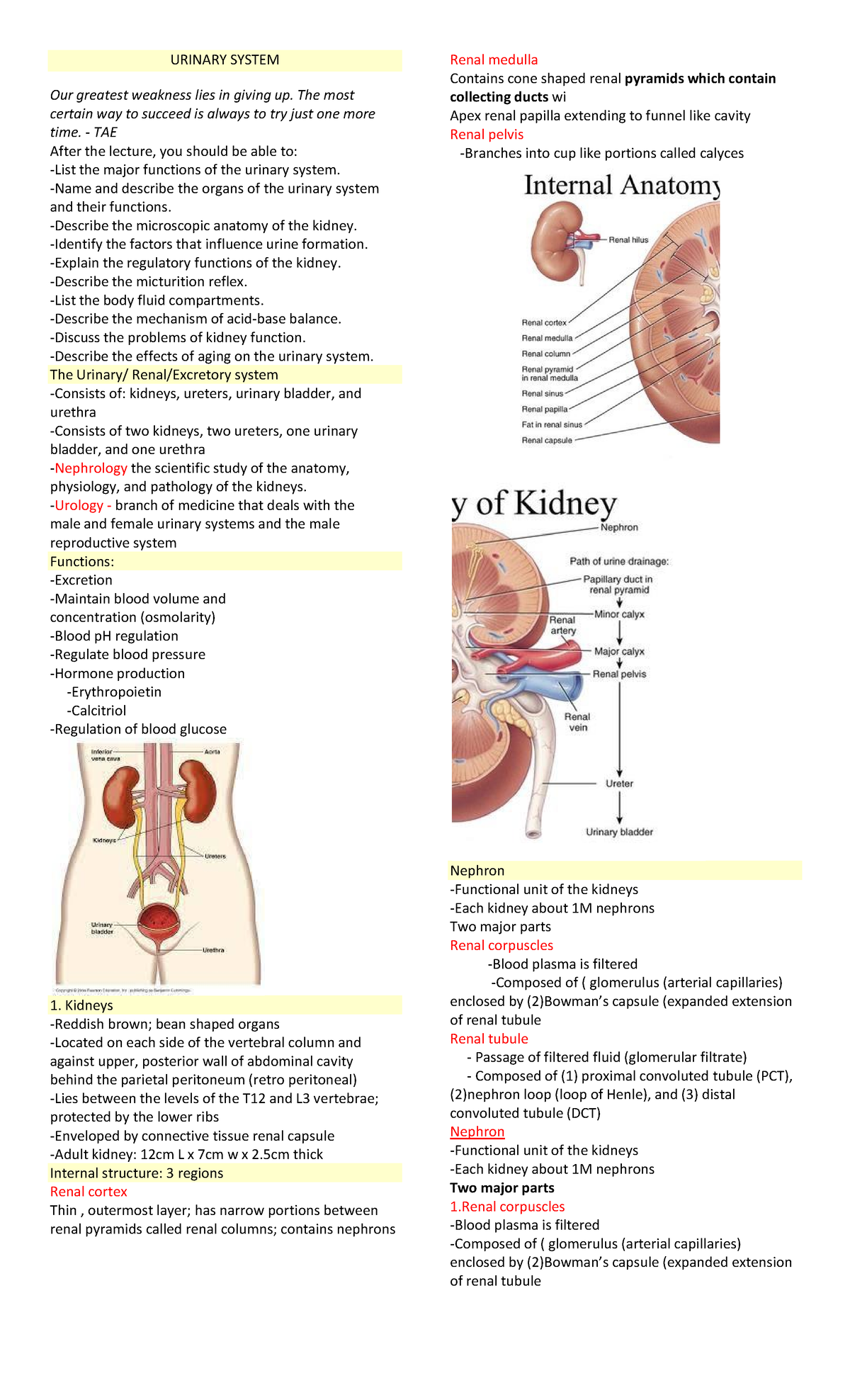 Urinary System - Anatomy and Physiology - URINARY SYSTEM Our greatest ...