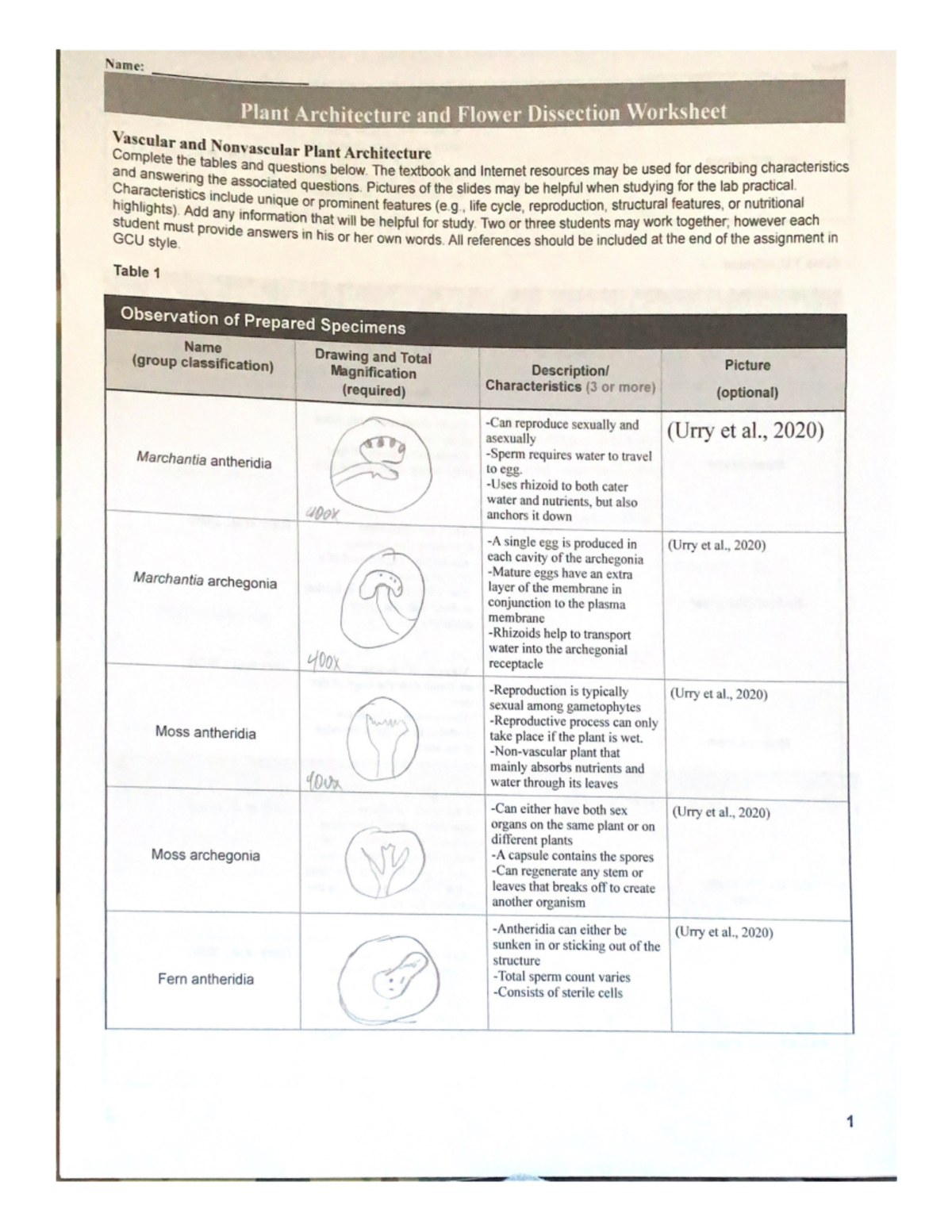 Plant architecture and Flower dissection worksheet - The textbook and ...