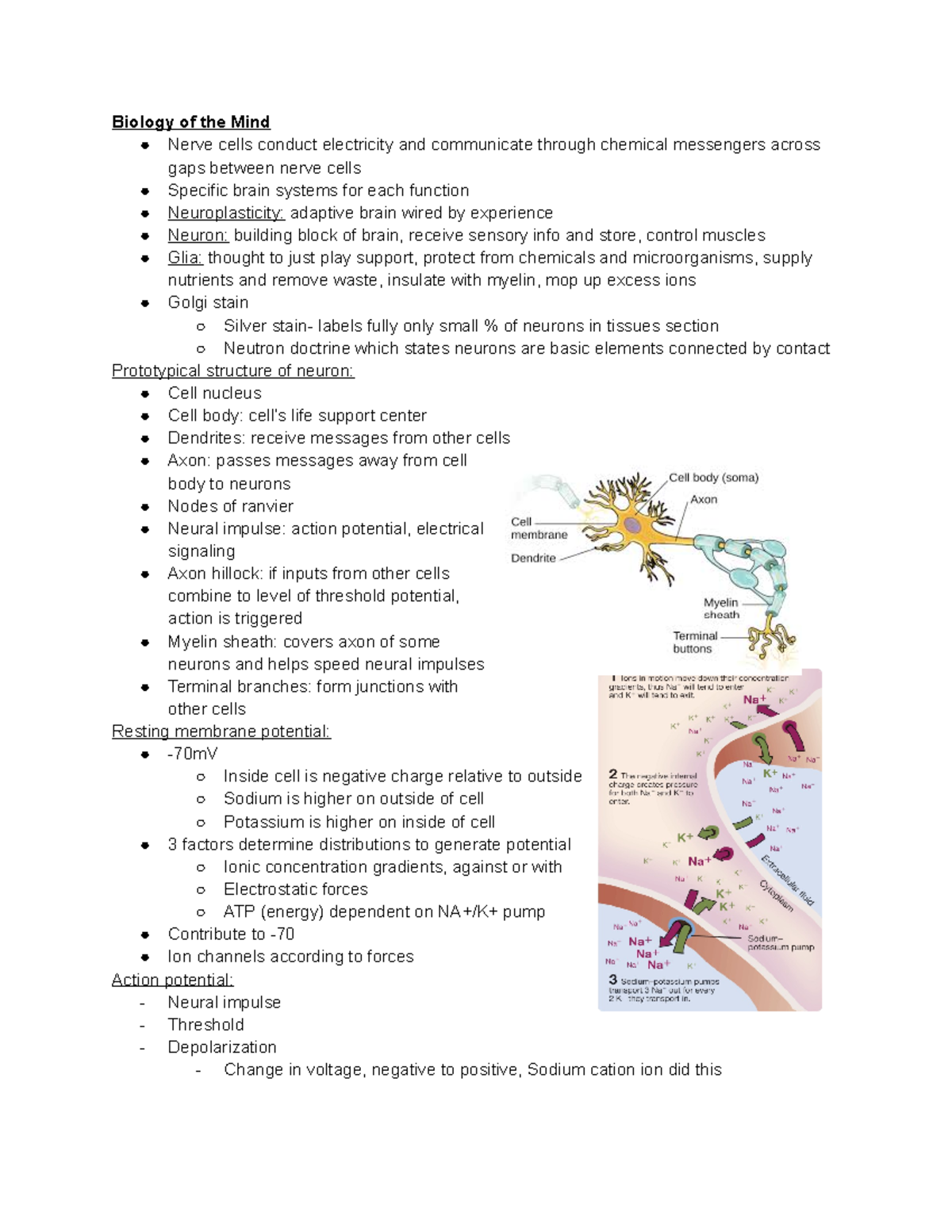 Psych 1010 Lecture 9 10 - Biology of the Mind Nerve cells conduct ...