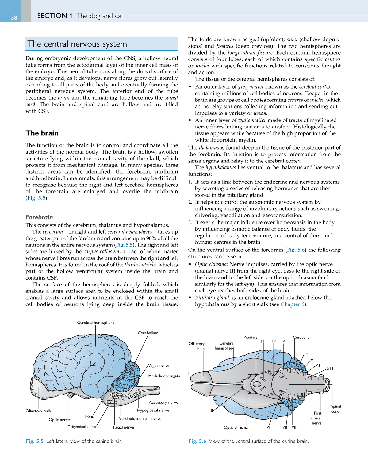 Materi Praktikum Sistem Saraf Pusat - The central nervous system During ...