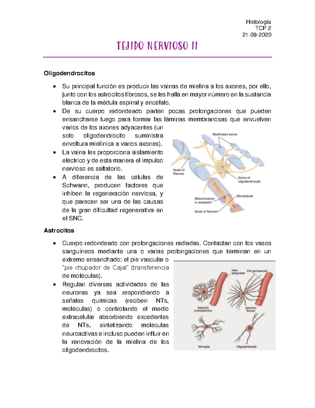 histología de oligodendrocitos