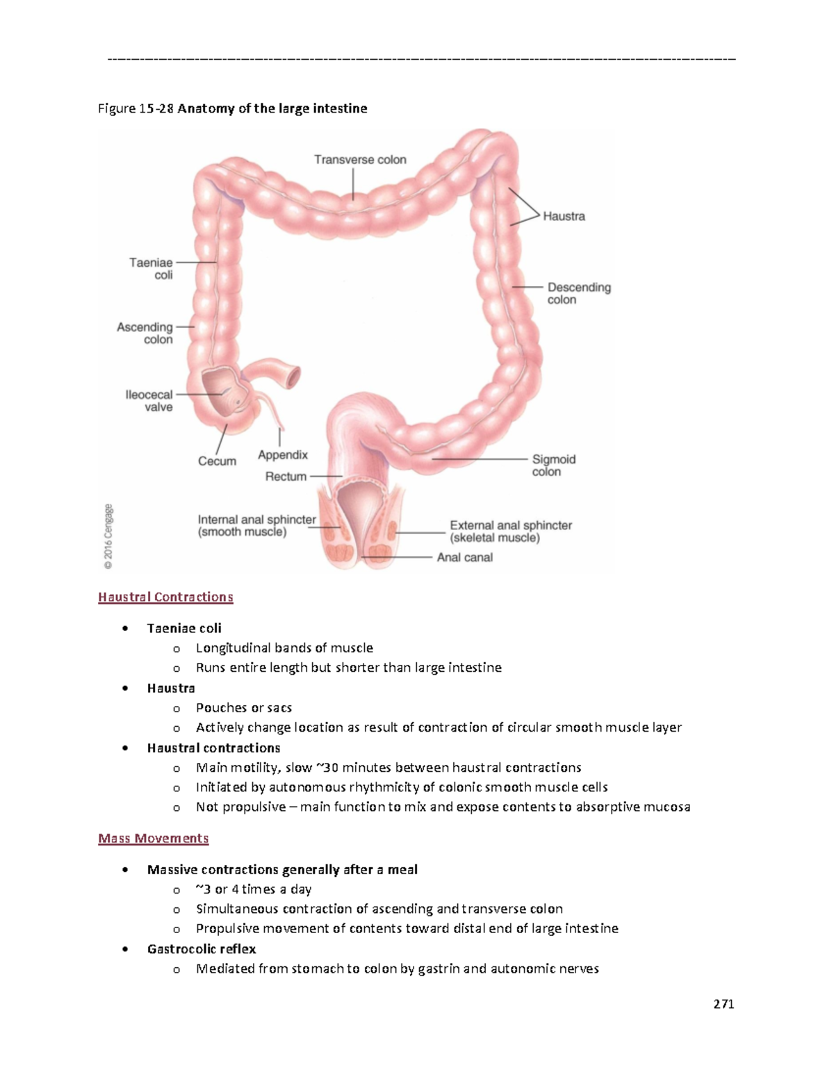 Human Physiology II Notes-28 - Figure 15 -28 Anatomy of the large ...