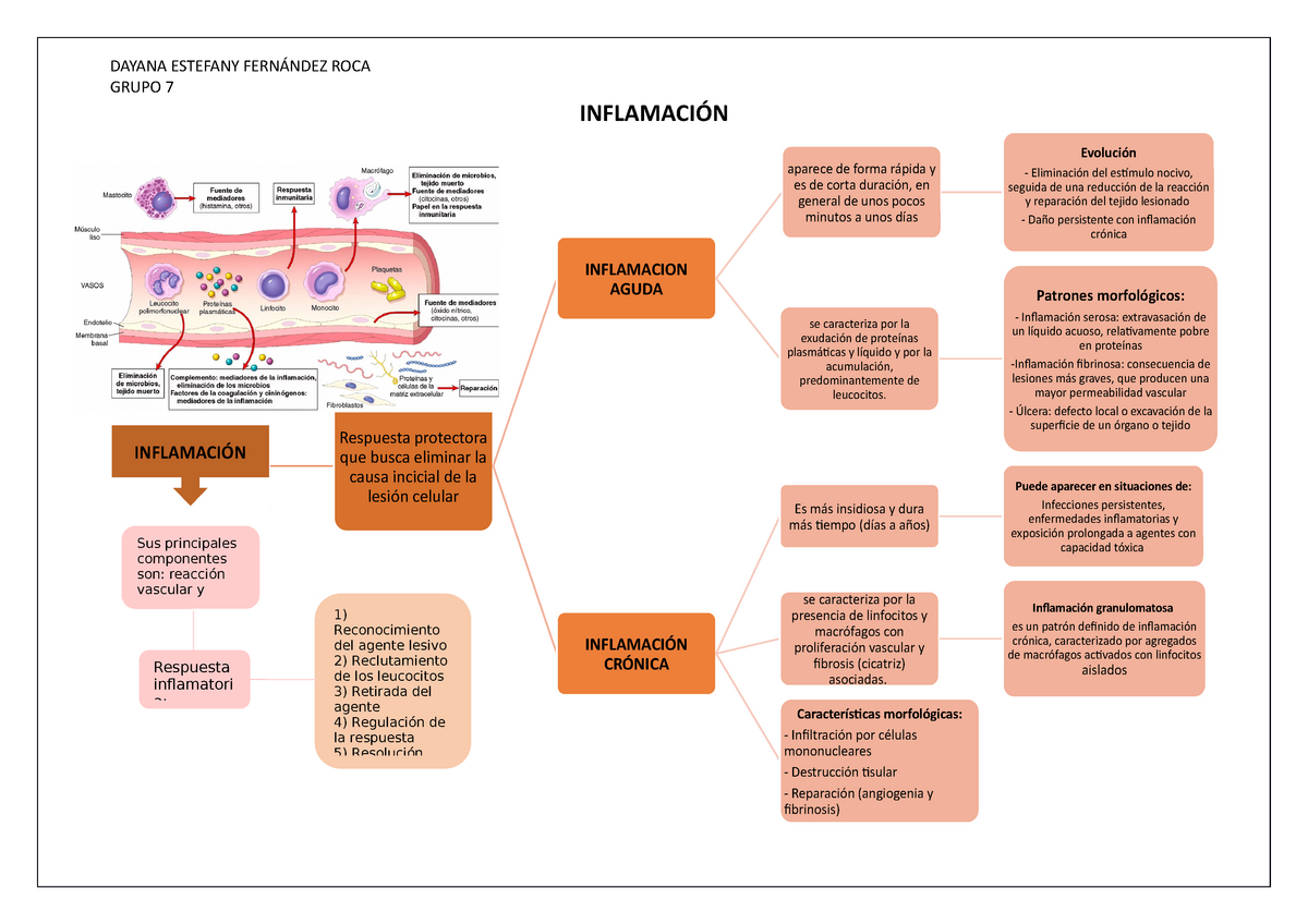 MAPA Conceptual Inflamación - INFLAMACIÓN Respuesta protectora que busca  eliminar la causa incicial - Studocu