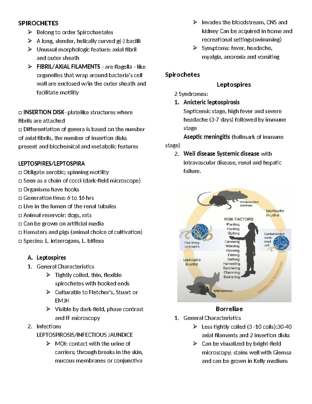 Spirochetes Microbiology - SPIROCHETES Belong to order Spirochaetales A ...