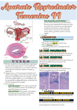 Modelo Portafolio Histologia 2024 -II - Morfofisiología General ...