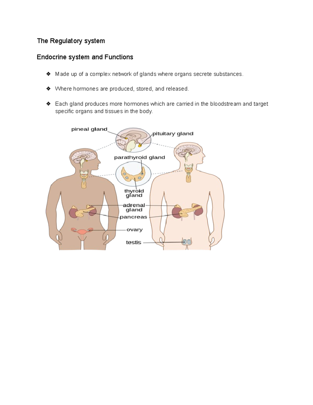 The Regulatory System The Regulatory system Endocrine system and