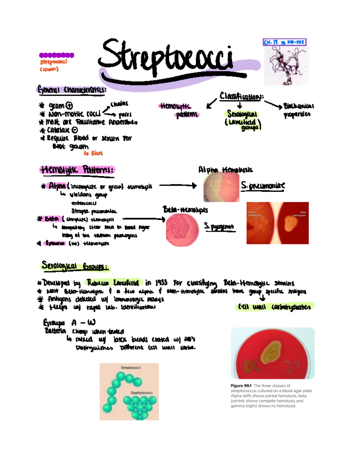 Streptococci - CH 18 pg 548558 Streptococci streptococci chains n Non ...