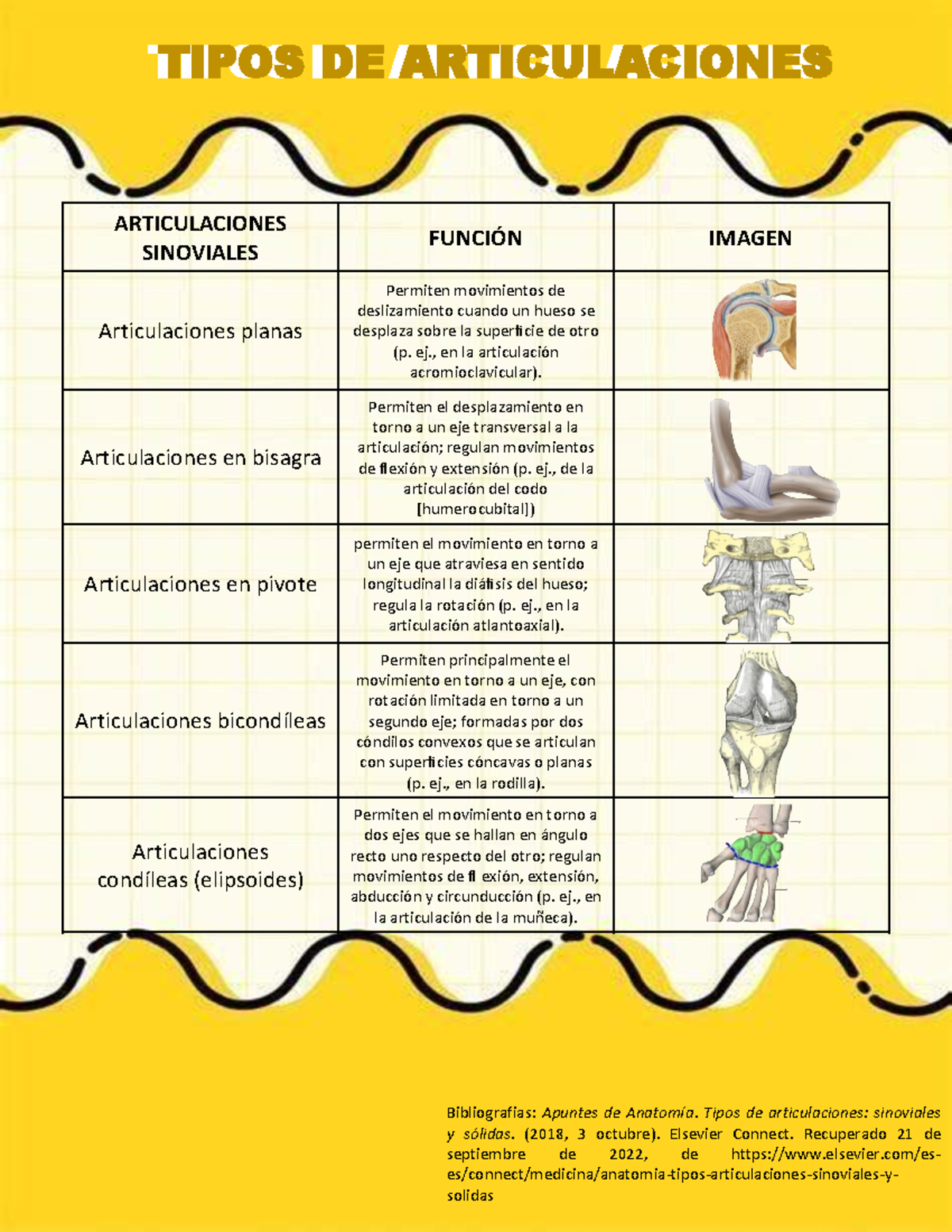 Articulaciones Bibliografias Apuntes De Anatom a Tipos De 