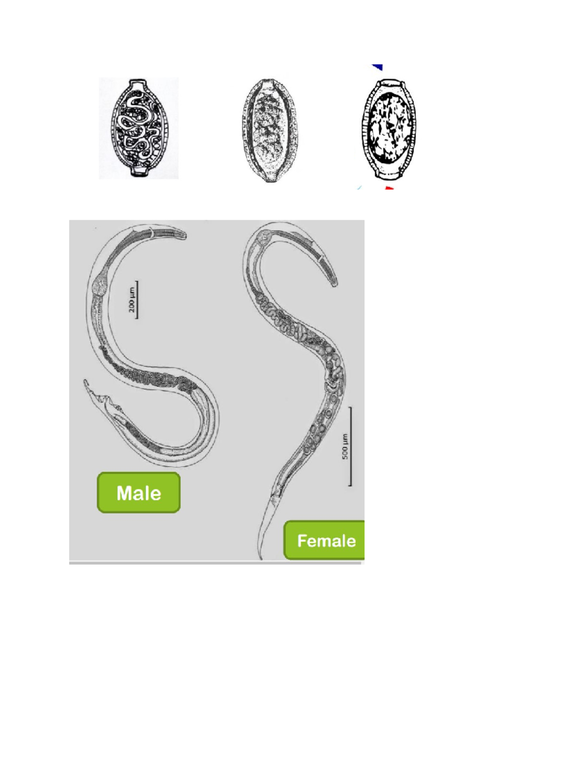 Capillaria manual A. Typical Capillaria Ovum Elongated or barrel