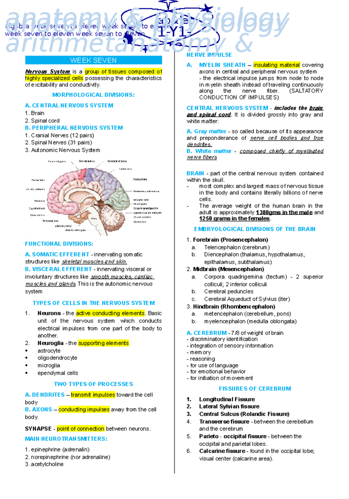 Nervous system - WEEK SEVEN Nervous System is a group of tissues ...