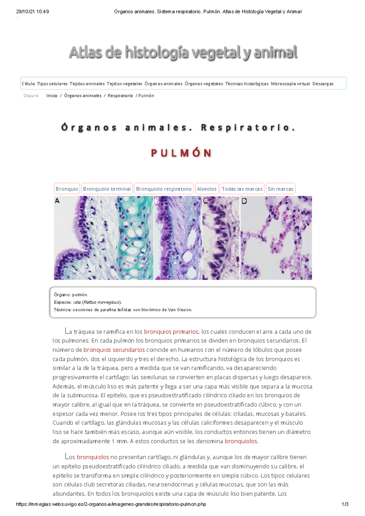 Órganos Animales. Sistema Respiratorio. Pulmón. Atlas De Histología ...