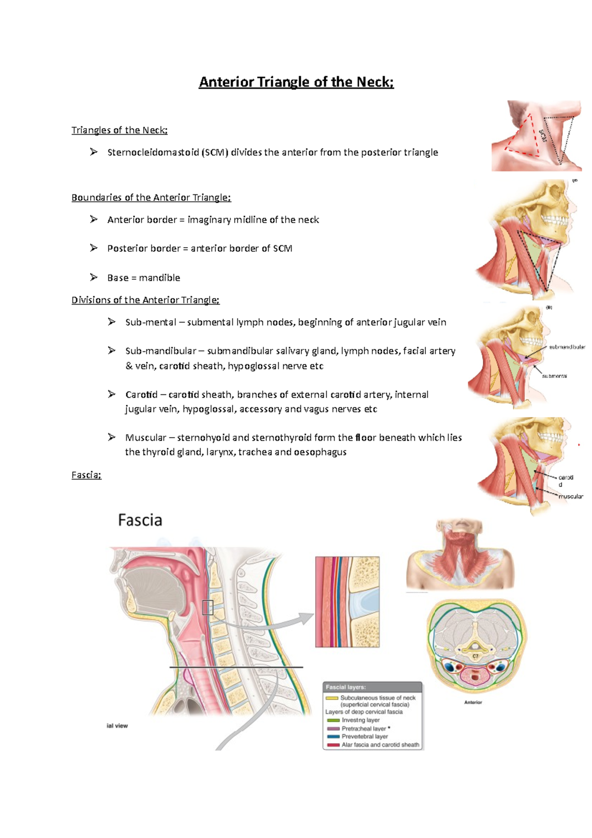 Anterior Triangle of Neck Anterior Triangle of the Neck; Triangles of
