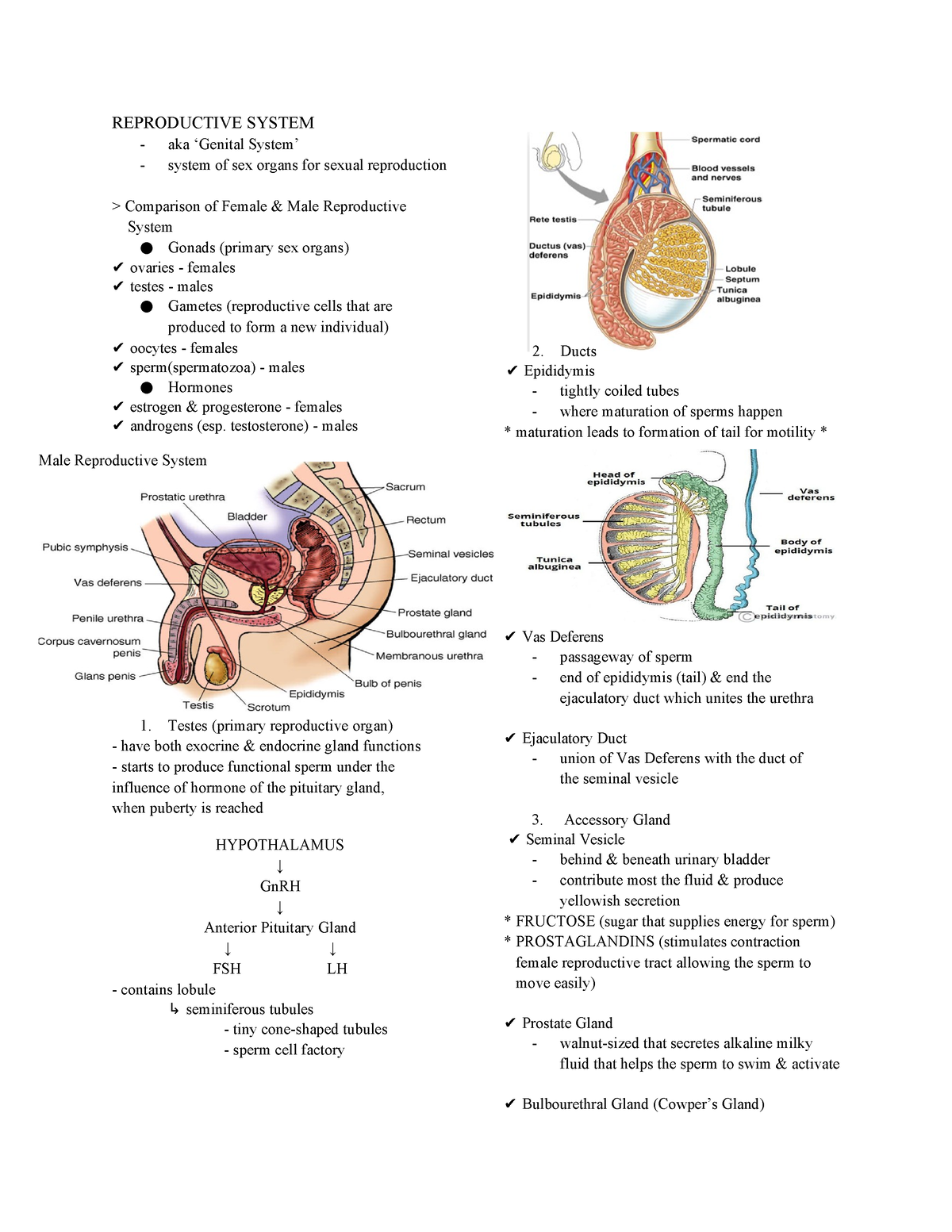 Bio2 Reviewer Biology Male Reproductive System Reproductive System Aka ‘genital System 