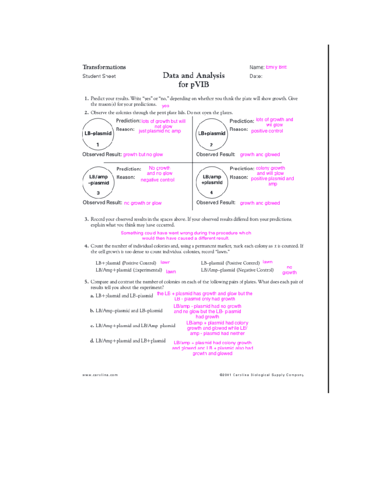 Molecular Biology Wrksheet - BIOL 110 - Studocu