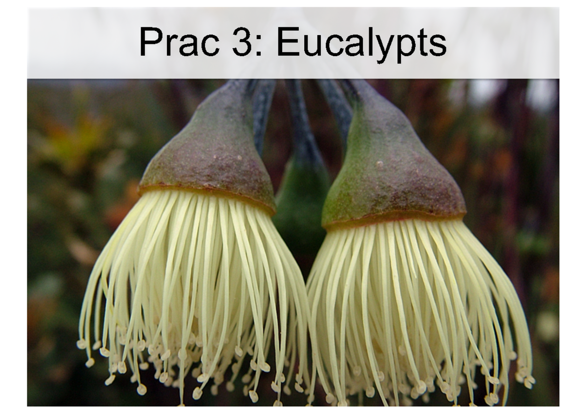Euc prac slides these notes will talk about the eucalyptus leaves and