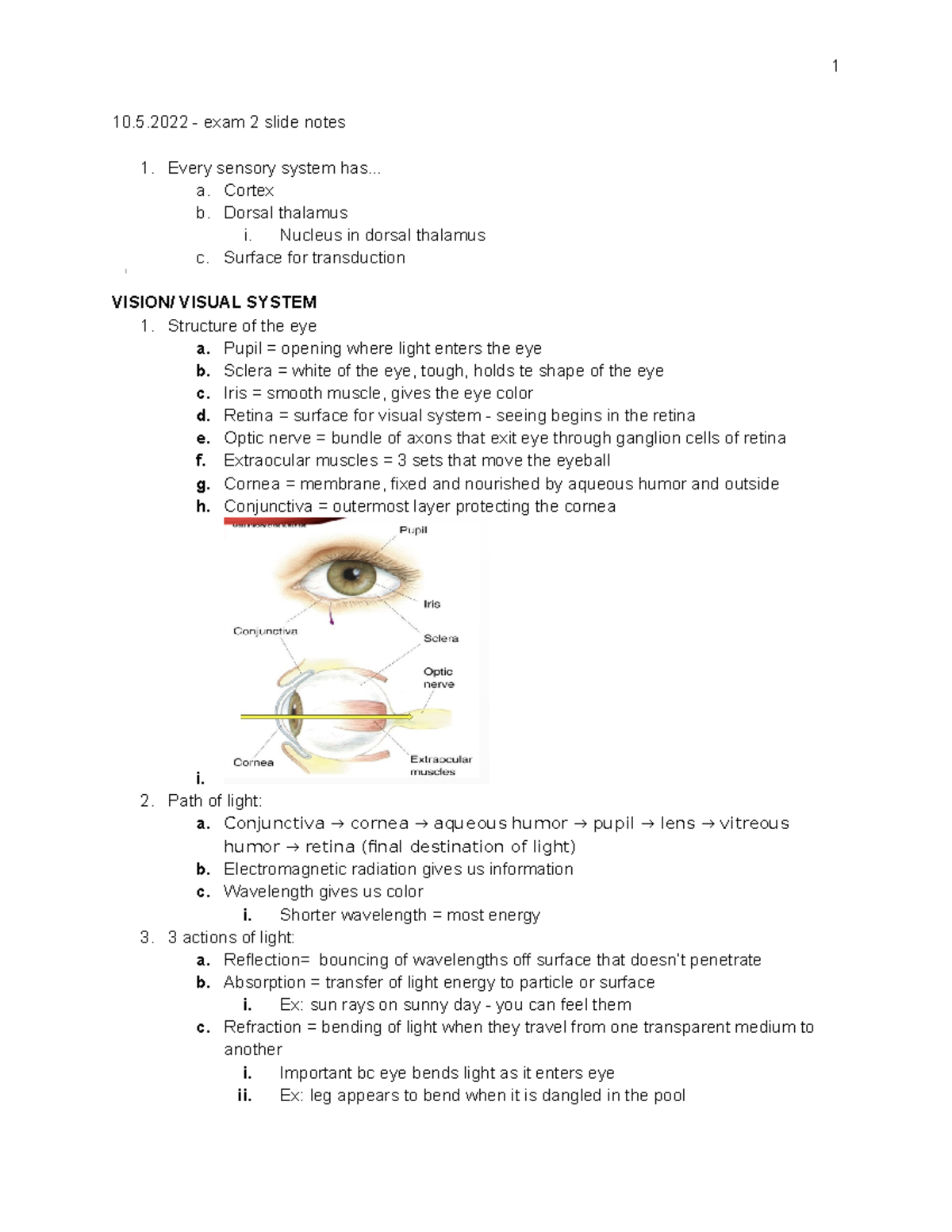 Neuro exam 2 - review notes (based off ppt) - 10.5 - exam 2 slide notes ...