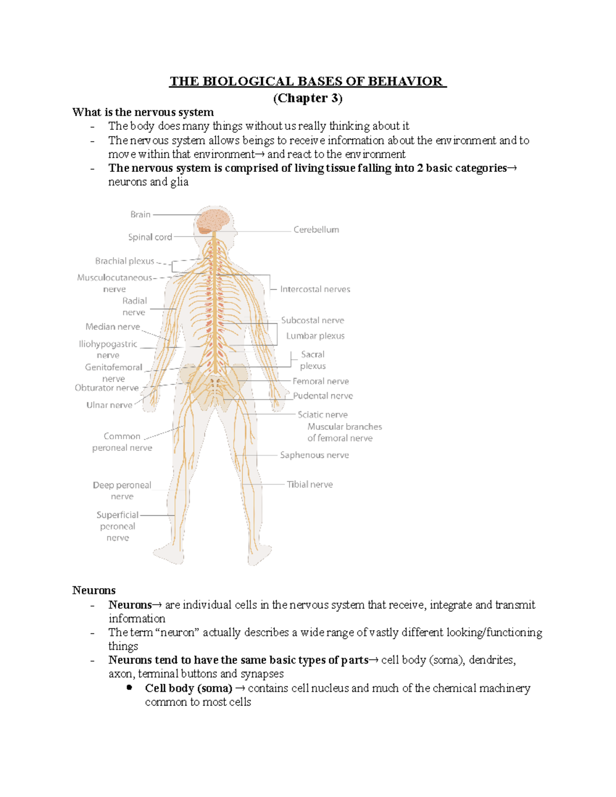 THE Biological Bases OF Behavior - THE BIOLOGICAL BASES OF BEHAVIOR ...