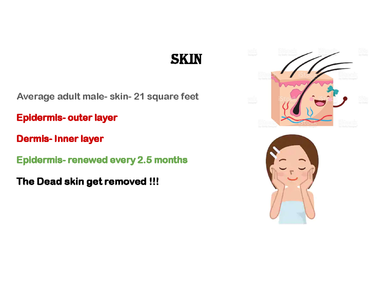 Skin, bone, muscle - notes - Average adult male- skin- 21 square feet ...