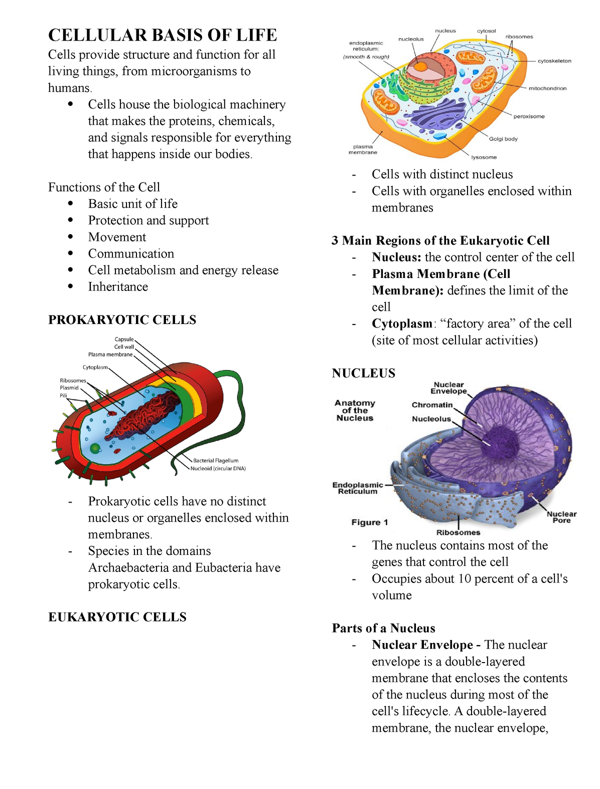 Anaphy Full Note W O Skeleton Cellular Basis Of Life Cells Provide