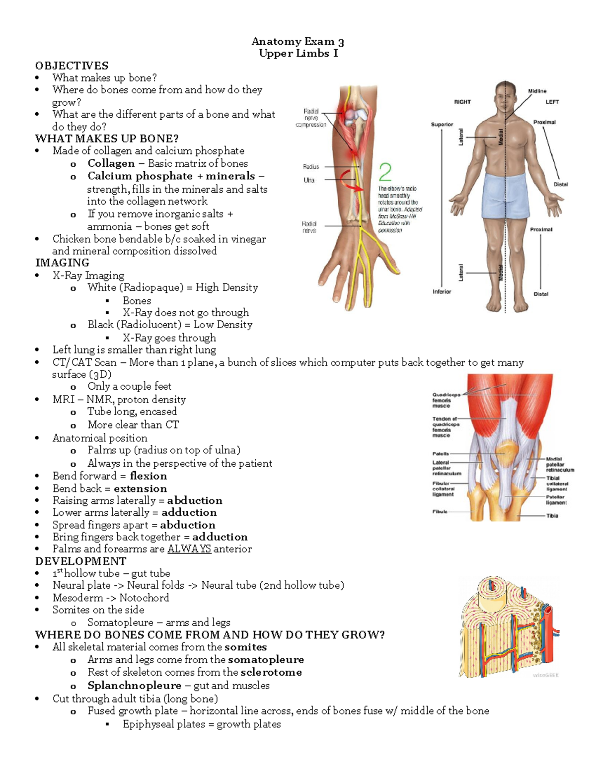 Upper Limbs I - Nelson - Anatomy Exam 3 Upper Limbs I OBJECTIVES What ...