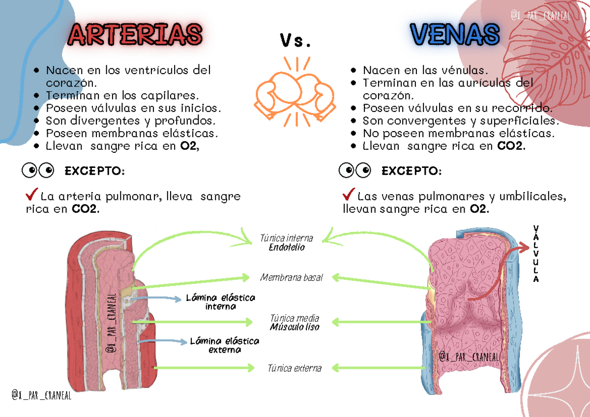 Arterias vs. Venas - Nacen en los ventrículos del corazón. Terminan en