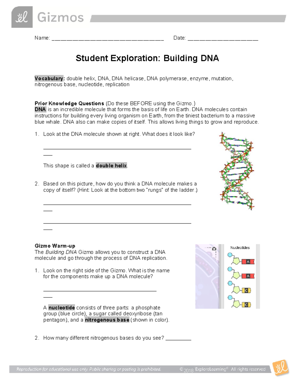 Building Dna Gizmo - Name: ______________________________________ Date