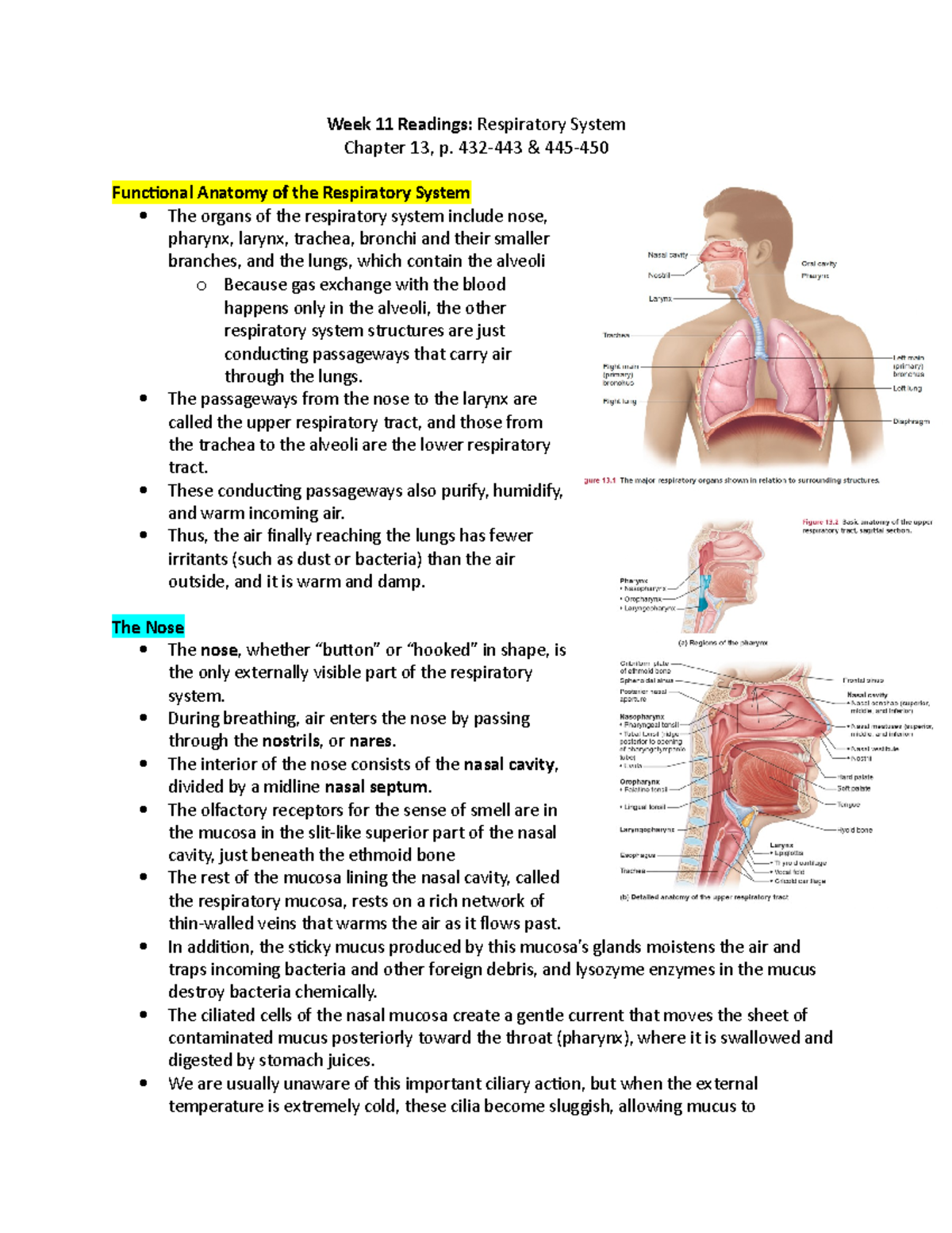 Week 11 Readings - weekly course notes - Week 11 Readings: Respiratory ...